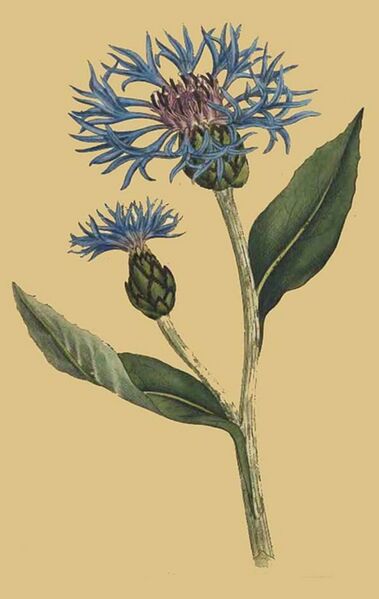 File:Centaurea montana.jpeg