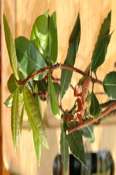 File:20050515-007-laurus-nobilis.jpg