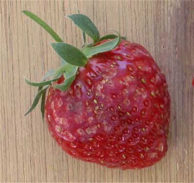 Aardbei muizenschade.jpg