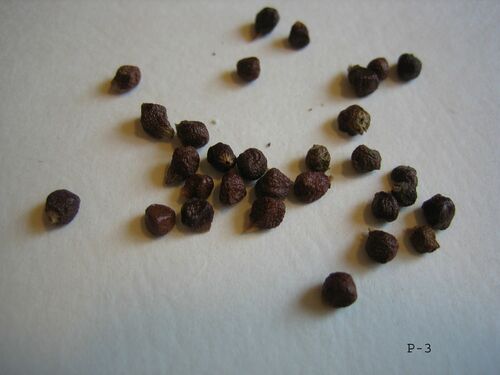 Aframomum melegueta.jpg