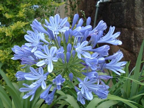 Agapanthus africanus.jpg