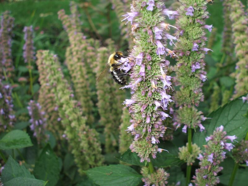 File:Agastache Blue Fortune (Hyssop) (1605360249).jpg