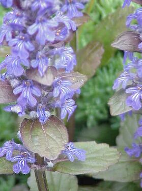 Ajuga-reptans01.jpg