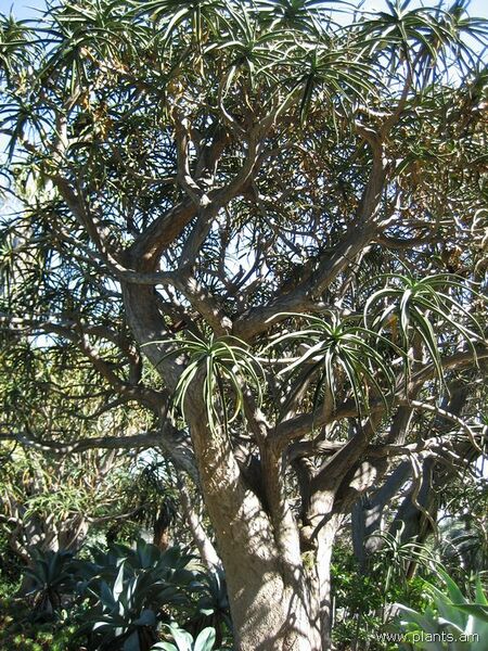 File:Aloe bainesii-IMG 0239 hunt07.jpg