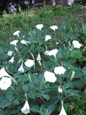Angel trumpet (Hindu datura) in the garden-2788.jpg