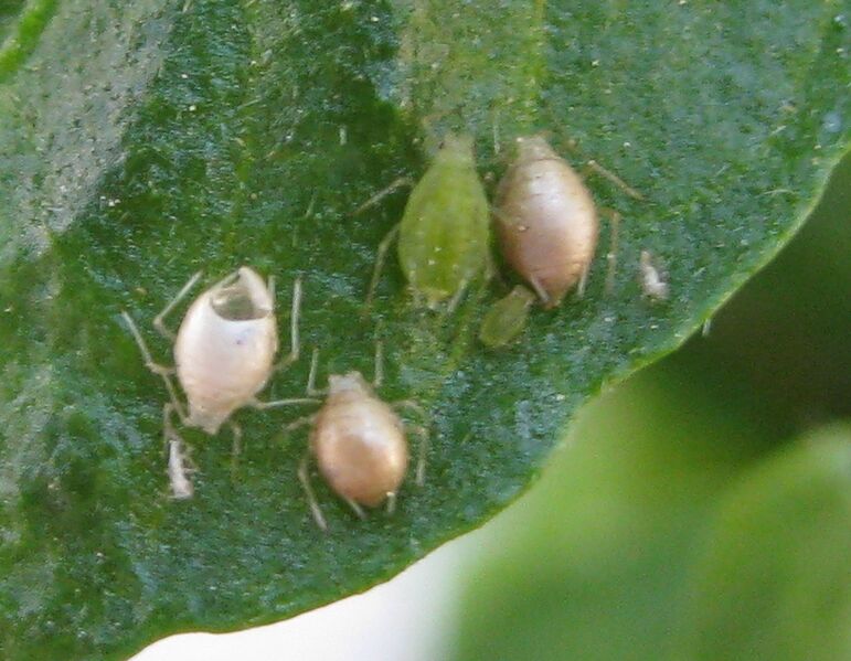 File:Aphid parasite-Aphidius colemani-IMG 3198.JPG