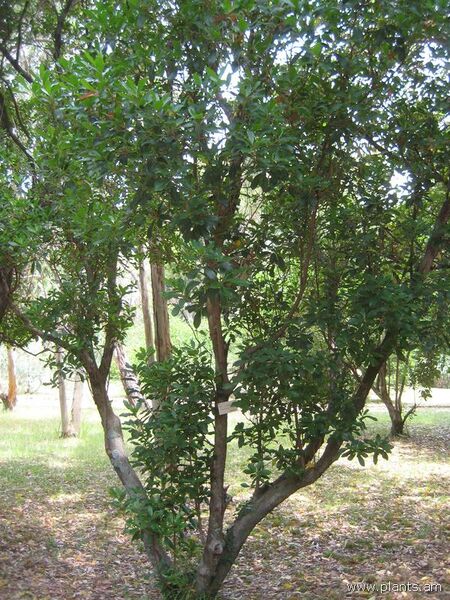 File:Arbutus unedo-var. rubra-IMG 3139 lokrun.jpg