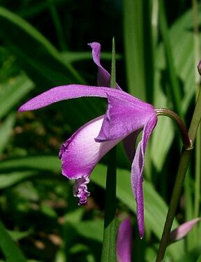 Bletilla striata4.jpg