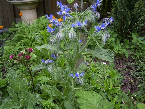 Borage.jpg
