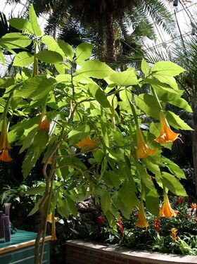 Brugmansia.jpg