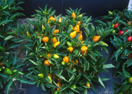 Compact orange pepper plants.jpg
