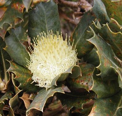 Dryandra sessilis 2 cape Naturaliste email.jpg