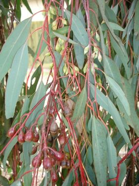 E.sideroxylon, branchlets, stems, leaves, capsules & buds.jpg