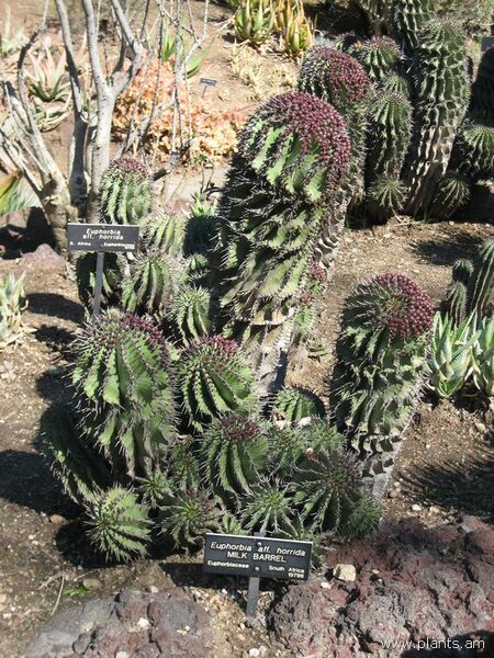 File:Euphorbia aff. horrida-milk barrel-IMG 0325 hunt07.jpg