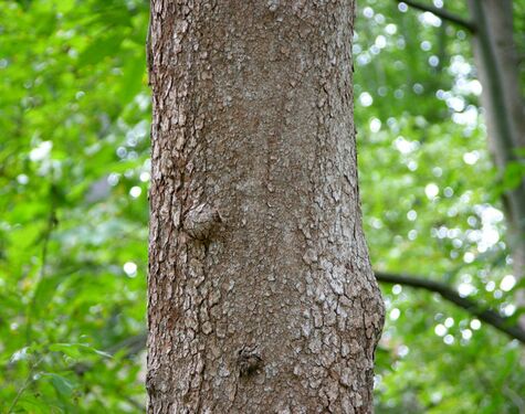 Flowering Dogwood Cornus florida Trunk Bark 3100px.jpg