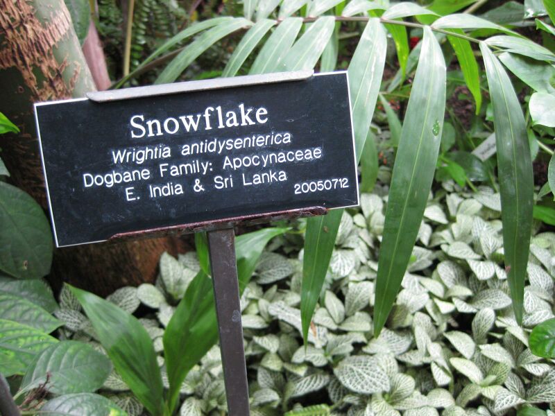 File:IMG 1198 bbg09.jpg