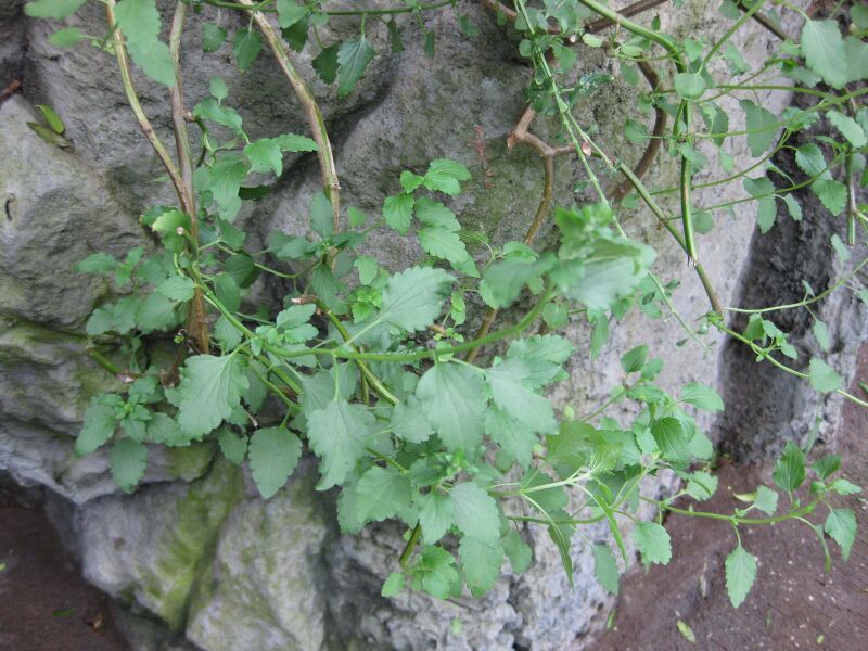 File:IMG 1240 bbg09.jpg