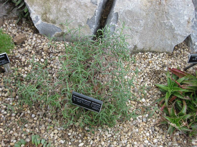 File:IMG 1278 bbg09.jpg