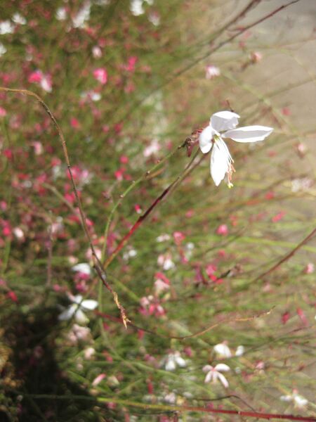 File:IMG 1689 hunt09oct.jpg