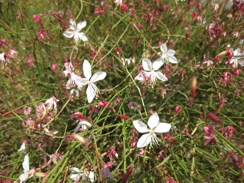 File:IMG 1690 hunt09oct.jpg