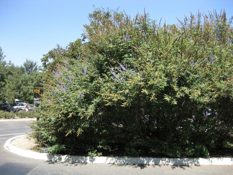 File:IMG 1691 hunt09oct.jpg