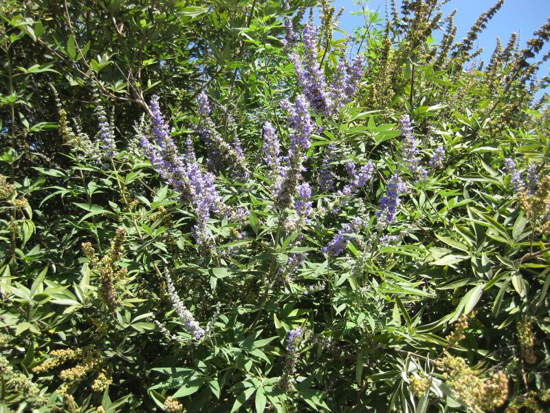 File:IMG 1692 hunt09oct.jpg