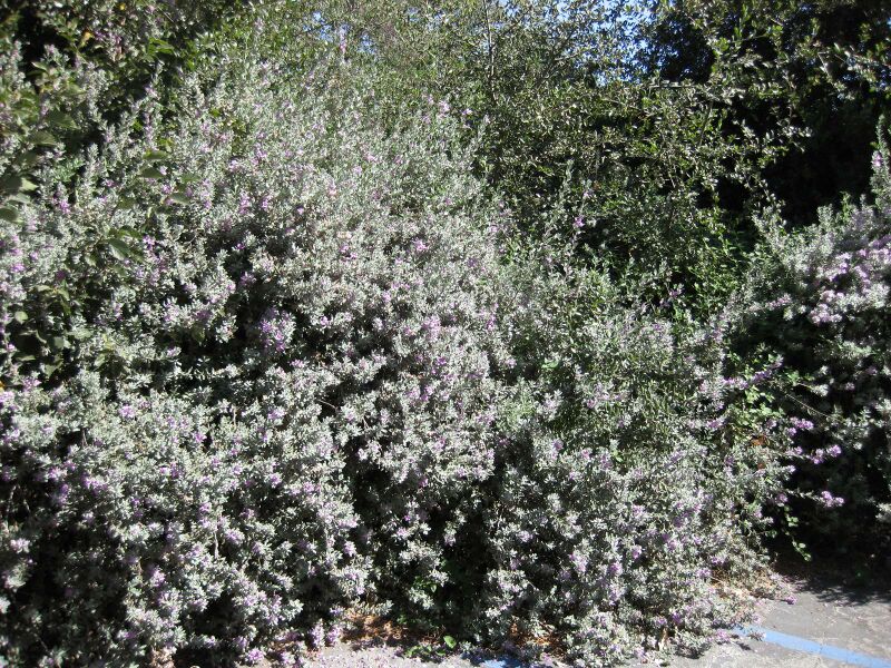 File:IMG 1693 hunt09oct.jpg