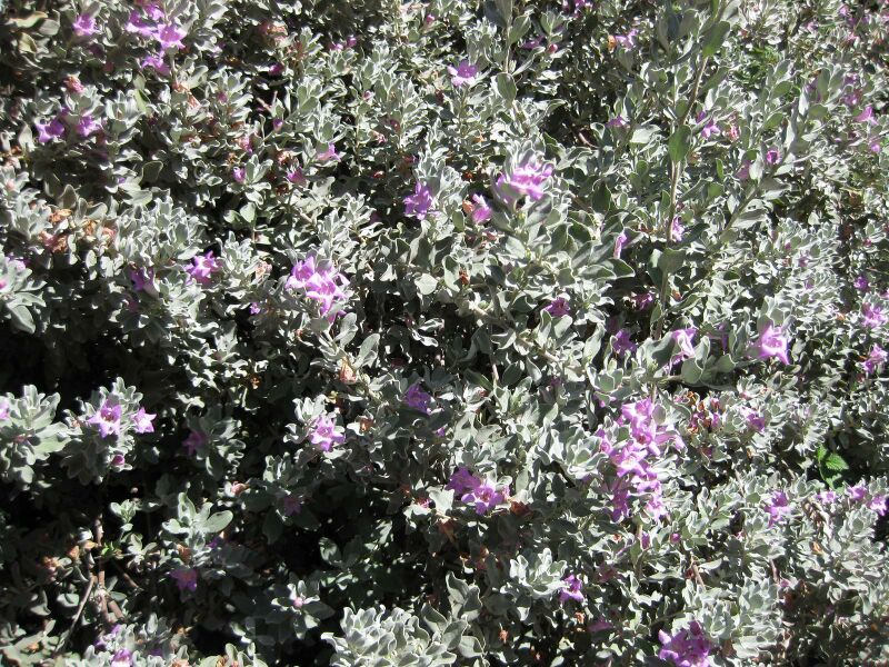 File:IMG 1694 hunt09oct.jpg