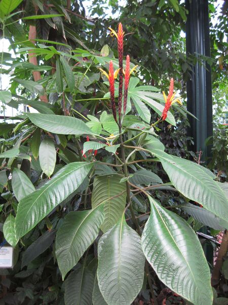 File:IMG 1698 hunt09oct.jpg