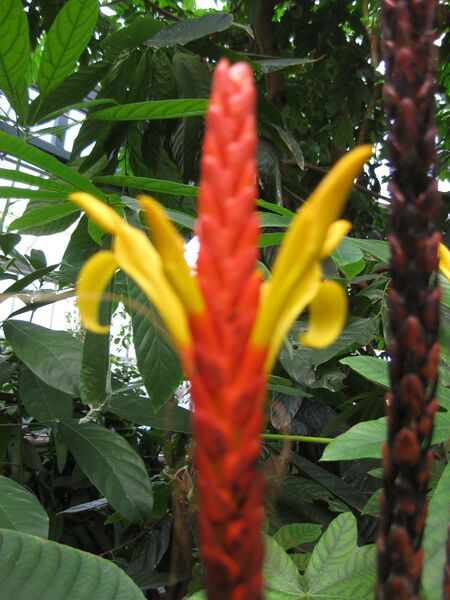 File:IMG 1700 hunt09oct.jpg