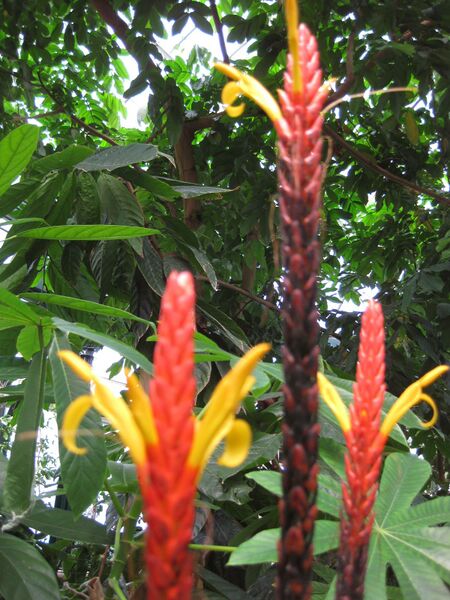 File:IMG 1701 hunt09oct.jpg