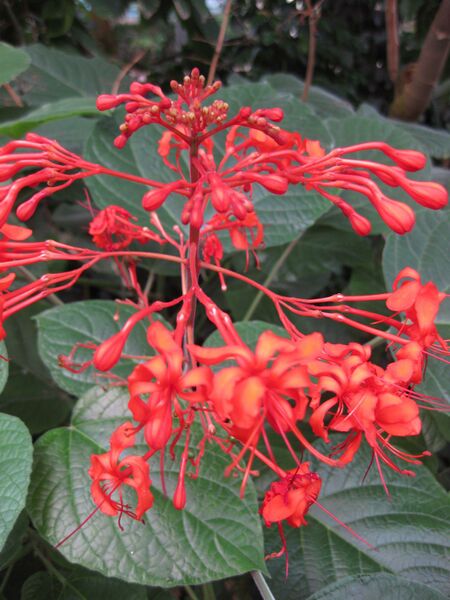 File:IMG 1705 hunt09oct.jpg