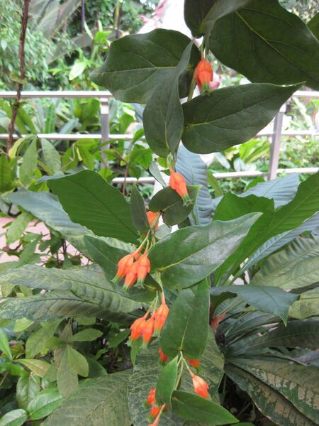 File:IMG 1715 hunt09oct.jpg