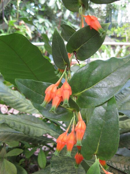 File:IMG 1716 hunt09oct.jpg