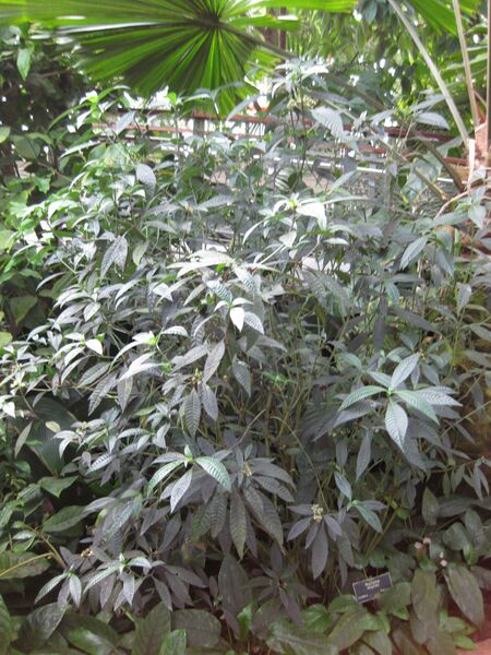 File:IMG 1717 hunt09oct.jpg