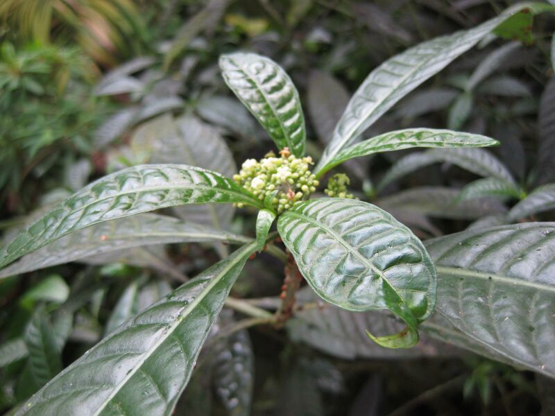 File:IMG 1718 hunt09oct.jpg