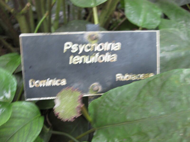 File:IMG 1719 hunt09oct.jpg