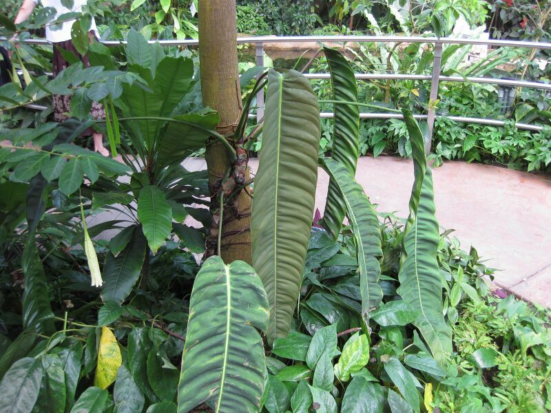 File:IMG 1725 hunt09oct.jpg