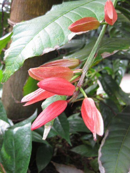 File:IMG 1727 hunt09oct.jpg