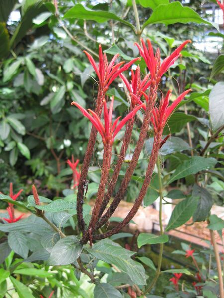 File:IMG 1729 hunt09oct.jpg