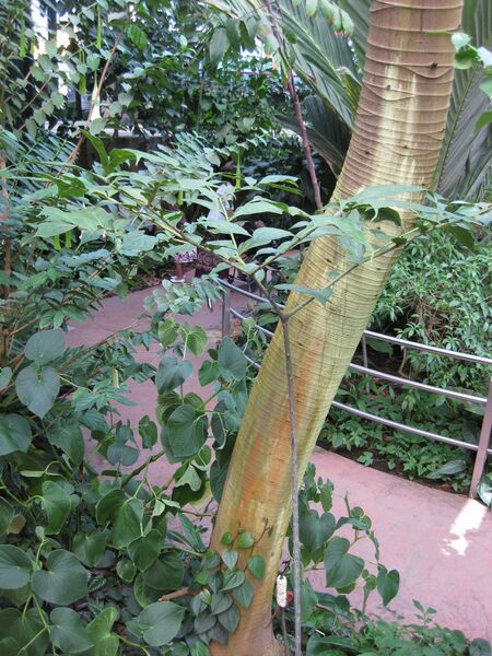 File:IMG 1730 hunt09oct.jpg