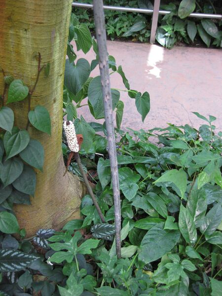 File:IMG 1732 hunt09oct.jpg