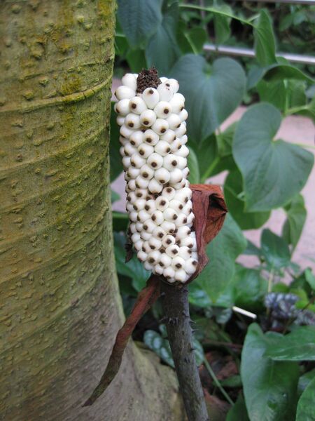 File:IMG 1733 hunt09oct.jpg