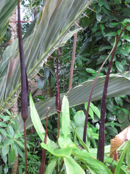 File:IMG 1737 hunt09oct.jpg