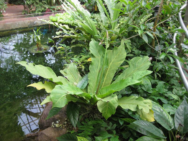 File:IMG 1739 hunt09oct.jpg