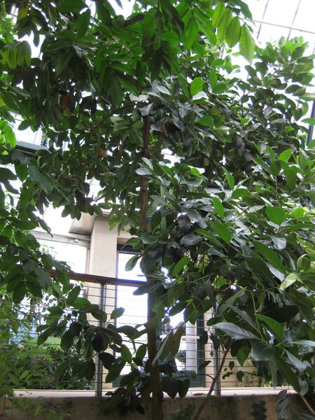 File:IMG 1740 hunt09oct.jpg