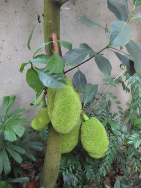 File:IMG 1741 hunt09oct.jpg