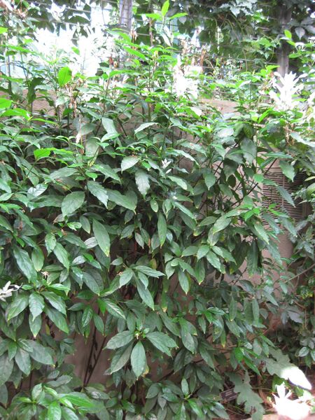 File:IMG 1744 hunt09oct.jpg