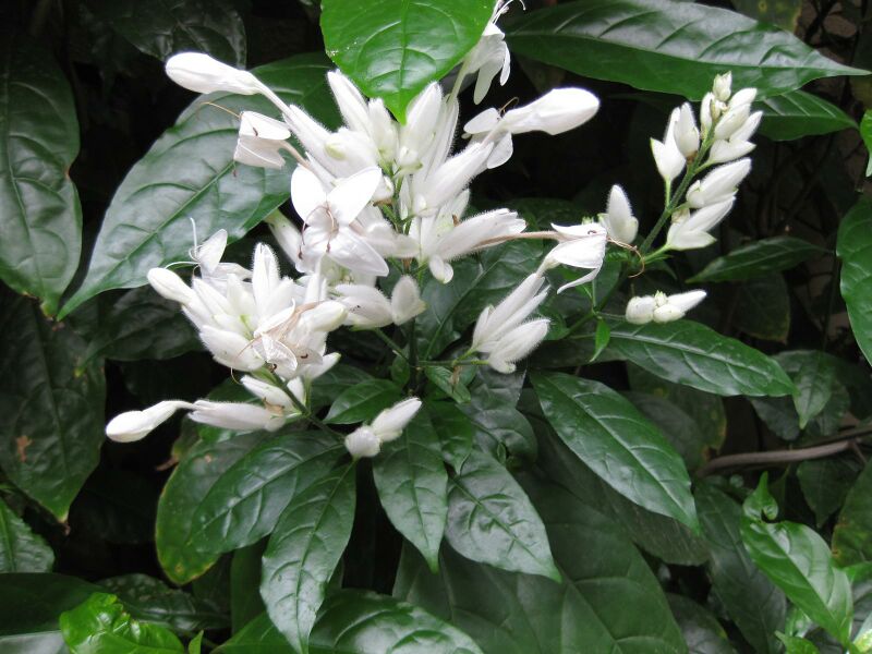 File:IMG 1745 hunt09oct.jpg