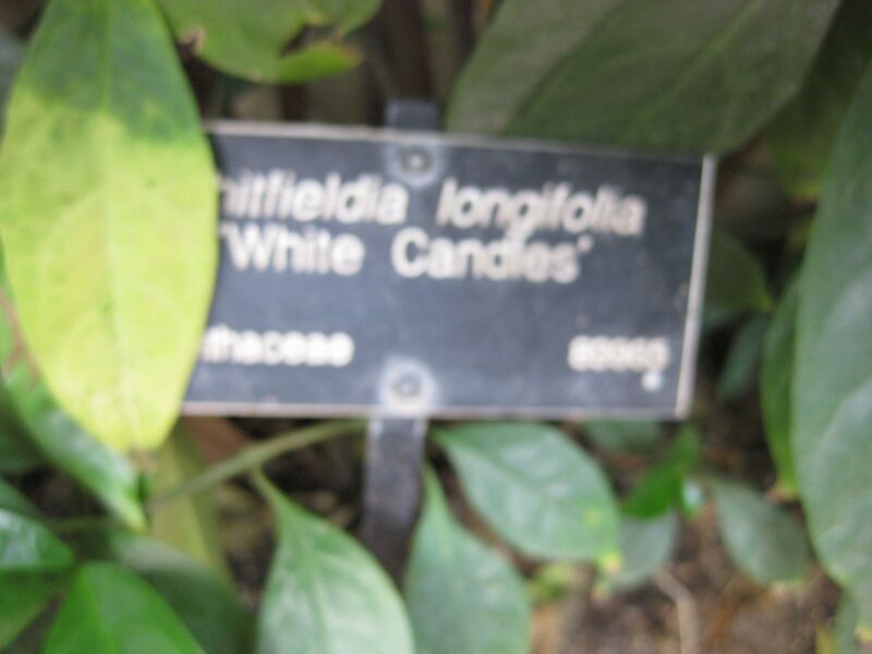 File:IMG 1746 hunt09oct.jpg